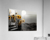 Harvest Moon – Golden Sunflowers by Moonlight Print Acrylic Print