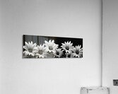Eternal Bloom – Monochrome Sunflower Field Print Acrylic Print