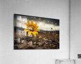 Golden Resolve – Sunflower in Sepia Field Print Acrylic Print