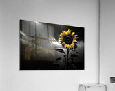 Hope in Bloom – Selective Color Sunflower Print Acrylic Print