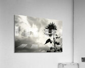 Stormwatch – Sunflower Under Clouded Sky Print Acrylic Print