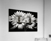 Twin Souls – Monochrome Sunflower Pair Print Acrylic Print
