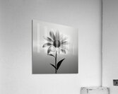 Solitary Grace – Monochrome Sunflower Portrait Print Acrylic Print