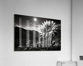 Moonlit Bloom – Night Flower Monochrome Print Acrylic Print