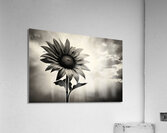 Standing Tall – Sunflower Monochrome Landscape Print Acrylic Print