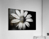 Shadow Petals – Monochrome Floral Elegance Print Acrylic Print