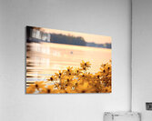 Golden Hour Bloom – Warm Sepia Sunflower Landscape Print Acrylic Print