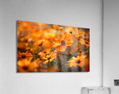 Honeyfield Glow – Warm Sunflower Bokeh Print Acrylic Print