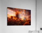 Blaze of Blooms – Dramatic Sunflower Sunset Print Acrylic Print