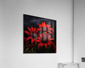 Crimson Daisies – Bold Botanical Statement Print Acrylic Print