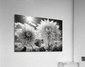Silver Petals – Black & White Daisy Art Print Acrylic Print