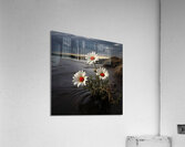 Shoreline Daisies – Coastal Botanical Art Print Acrylic Print