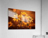 Golden Hour Daisies – Warm Botanical Art Print Acrylic Print