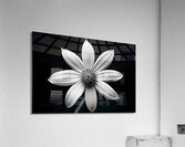 Obsidian Bloom II – Minimal Floral Print Acrylic Print