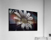 Obsidian Bloom I – Graphic Floral Print Acrylic Print