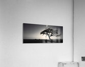 Lone Acacia – Minimalist Tree Landscape Print Acrylic Print