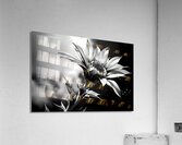 Sunflower Monochrome – Black & White Botanical Study Acrylic Print