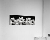 Garden Row – Sunflower Lineup Botanical Art Print Acrylic Print