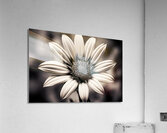 Blind Eyed – Monochrome Daisy Macro Art Print Acrylic Print