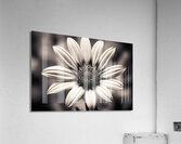 Opulent – Monochrome Daisy Medallion Art Print Acrylic Print