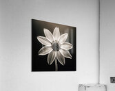Sumptuous – Soft-Glow Daisy Monochrome Art Print Acrylic Print