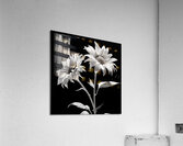 Ineffable – Black & White Twin Sunflower Art Print Acrylic Print