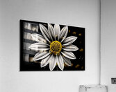 Resplendent – Luminous Daisy Monochrome Art Print Acrylic Print