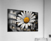 Serendipitous – Dew-Kissed Daisy Monochrome Art Print Acrylic Print