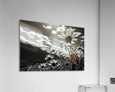 Bloomscape – Wide Field Floral Monochrome Art Print Acrylic Print