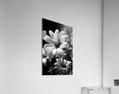 Bloomed Affinity – Monochrome Daisy Duo Art Print Acrylic Print