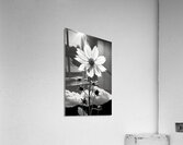 Posture – Minimal Daisy Monochrome Art Print Acrylic Print