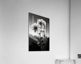 Soulful Blooms – Black & White Sunflower Art Print Impression acrylique
