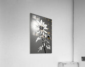SPF - Sunlit Sunflower Monochrome Art Print Acrylic Print