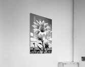 Vitamin D - Black & White Sunflower Art Print Acrylic Print