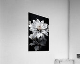 Petal Portrait – Reflective Floral Art Print Acrylic Print