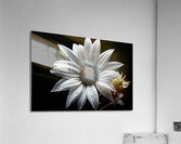 Majestic Macro – Monochrome Sunflower Close-Up Art Print Acrylic Print