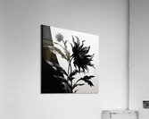 Black and White – Minimal Botanical Art Print Acrylic Print