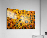 Jubilee - Sunflower Celebration Art Prints Acrylic Print