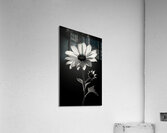 The Grace of Golden Hours – Monochrome Floral Art Print Acrylic Print