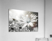Whispers of the Sun – Minimal Daisy Art Print Acrylic Print