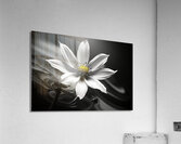Eclipsed in Bloom – Monochrome Floral Art Print Acrylic Print