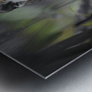 Innocent Innocent Prowler - Wild Feline Portrait Art Prints Metal print