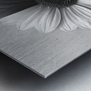 50 50 - Black & White Floral Art Prints Metal print