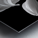 Lily Of The Light - Monochrome Lily Floral Art Prints Metal print