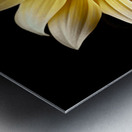 Petal Perspective 48 - Macro Floral Art Prints Metal print