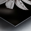 Petal Perspective 44 - Macro Floral Art Prints Impression metal