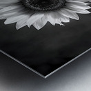 Sunflower Selfie 1 - Sunflower Portrait Art Prints Metal print