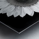 Sunflower Selfie 10 - Sunflower Portrait Art Prints Metal print