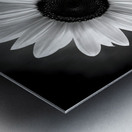 Sunflower Selfie 11 - Sunflower Portrait Art Prints Metal print