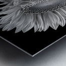 Sunflower Selfie 13 - Sunflower Portrait Art Prints Metal print